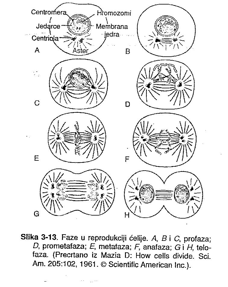 Morfologija tipicna za polove magneta